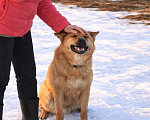 Собаки в Москве: Брутальный красавец Рич ищет хозяев! Мальчик, Бесплатно - фото 9