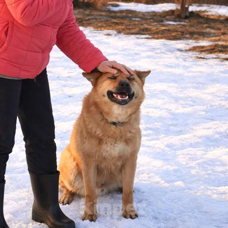 Собаки в Москве: Брутальный красавец Рич ищет хозяев! Мальчик, Бесплатно - фото 9