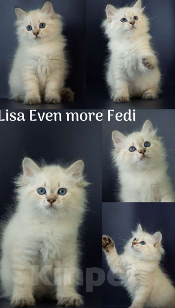 Кошки в Москве: Lisa Even more Fedi Девочка, Бесплатно - фото 1