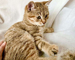Кошки в Москве: Кругленькая полосаточка котенок Плюша в добрые руки Девочка, Бесплатно - фото 3