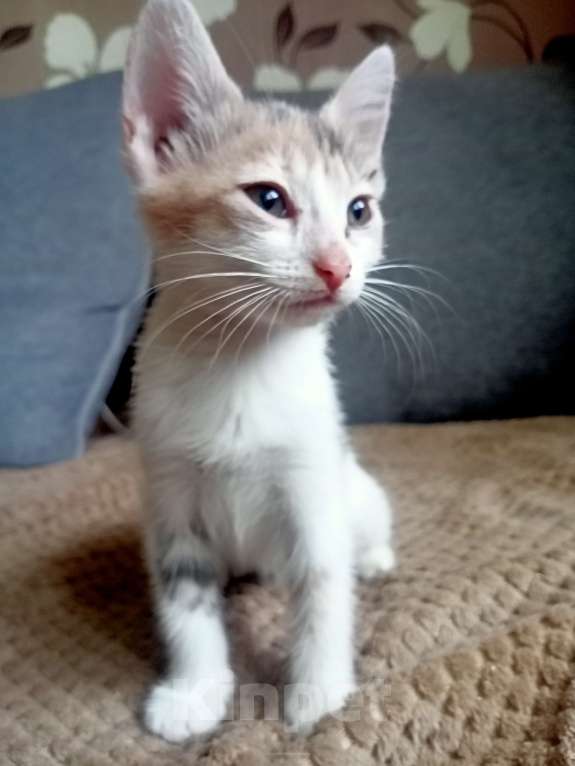 Кошки в Тольятти: Котята  Девочка, 1 руб. - фото 2