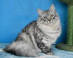 Кошки в Москве: Серебристый котик Мальчик, Бесплатно - фото 2