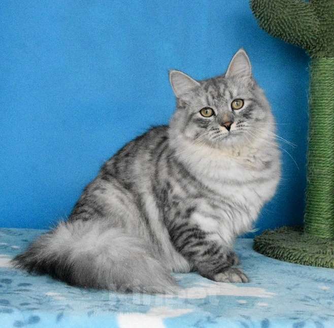 Кошки в Москве: Серебристый котик Мальчик, Бесплатно - фото 2