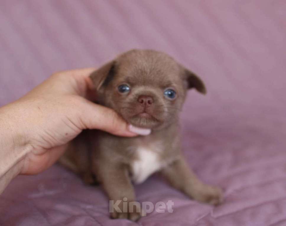 Собаки в Самаре: чихуахуа Мальчик, 70 000 руб. - фото 2