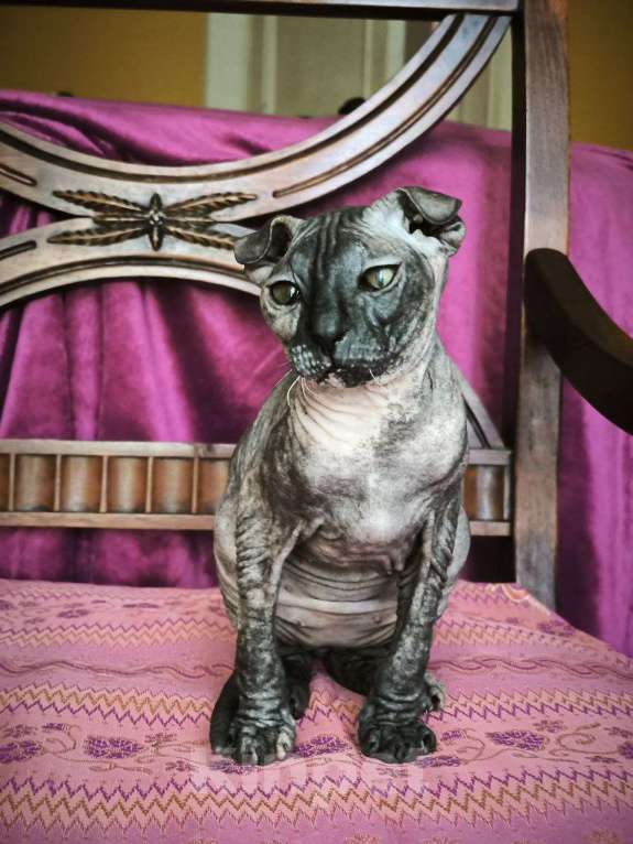 Кошки в Москве: Голорожденная вислоухая девочка украинский левкой Девочка, Бесплатно - фото 1