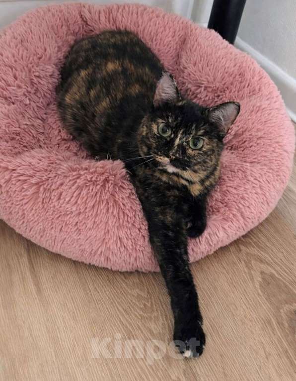 Кошки в Москве: Кошечка Ежевика ищет дом Девочка, Бесплатно - фото 7