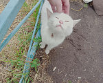 Кошки в Одинцово: Нашла кошку Одинцово! Полностью белый окрас, глаза зелёные с гетерохромией Девочка, 1 руб. - фото 8