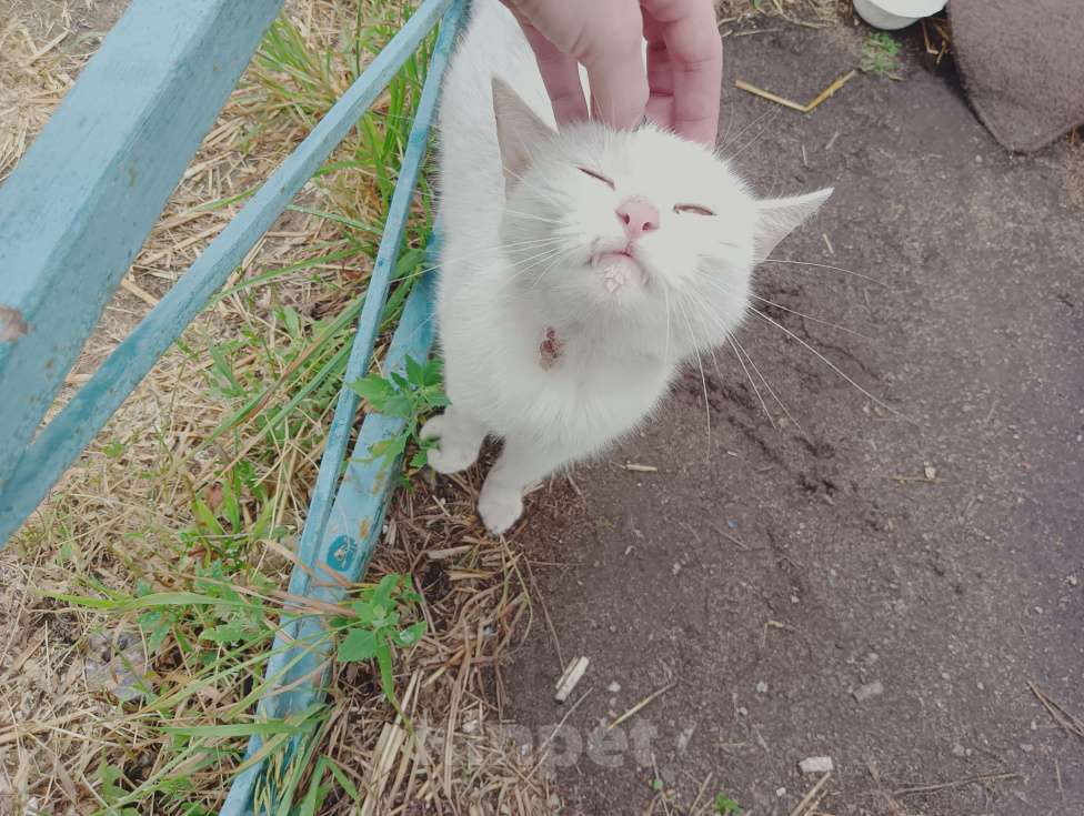 Кошки в Одинцово: Нашла кошку Одинцово! Полностью белый окрас, глаза зелёные с гетерохромией Девочка, 1 руб. - фото 8