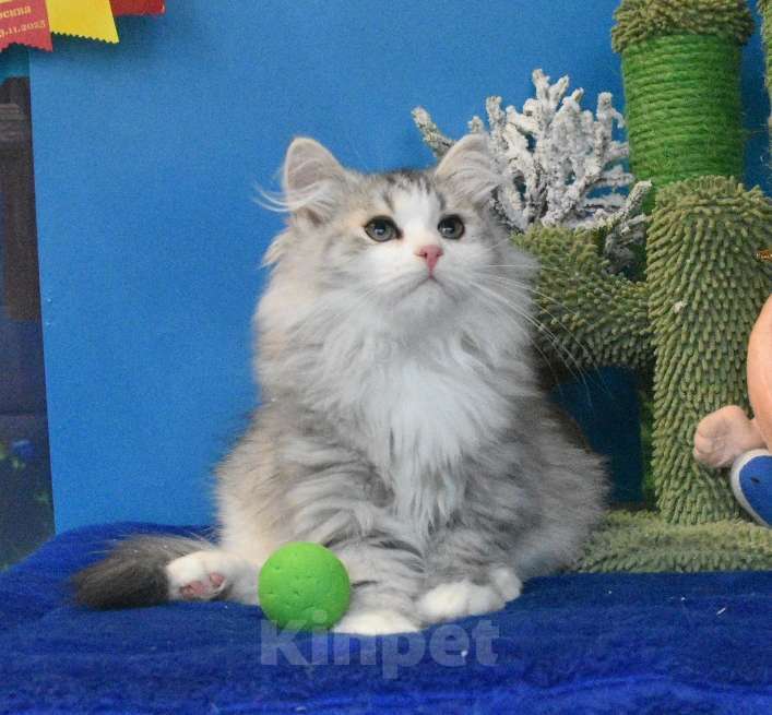 Кошки в Москве: Сибирский котик Мальчик, 45 000 руб. - фото 7