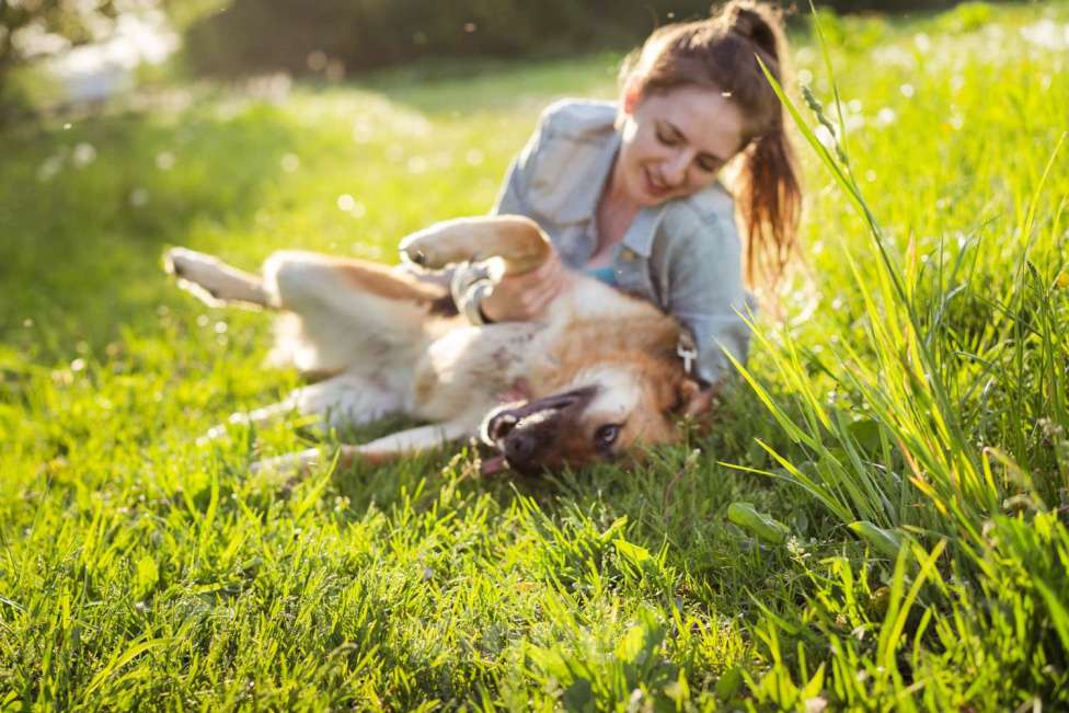 Собаки в Москве: Метис в добрые руки! Девочка, очень умная Девочка, Бесплатно - фото 8