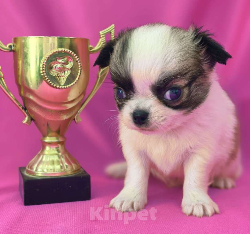 Собаки в Москве: Мальчик чихуахуа длинношёрстный Мальчик, 35 000 руб. - фото 4