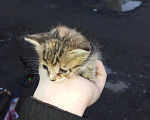 Кошки в Оренбурге: Отдам в добрые руки котëнка. Девочка, Бесплатно - фото 1