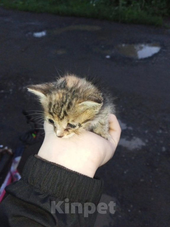 Кошки в Оренбурге: Отдам в добрые руки котëнка. Девочка, Бесплатно - фото 1