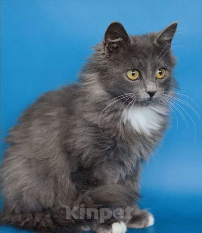 Кошки в Москве: Максик ищет дом Мальчик, Бесплатно - фото 6