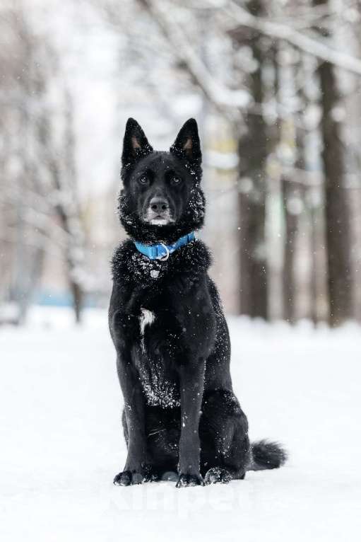 Собаки в Москве: Очень красивый и умный Арчи ищет дом Мальчик, Бесплатно - фото 10