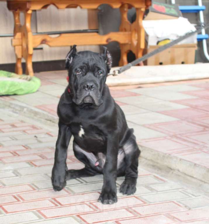 Собаки в Армавире: Мальчик кане Корсо Мальчик, 45 000 руб. - фото 3