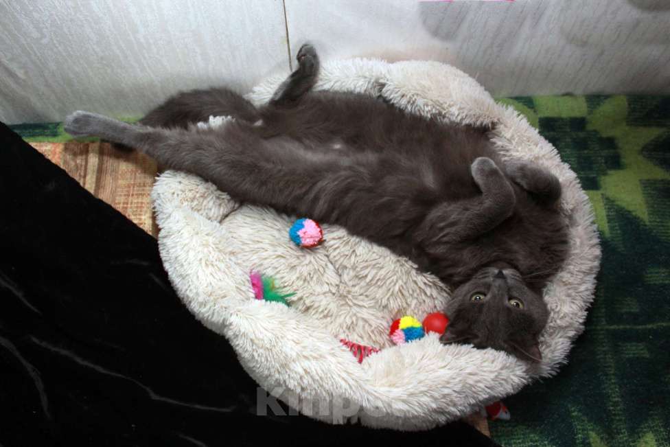 Кошки в Калуге: Серенький Грей ищет дом. Молодой кот в добрые руки. Мальчик, Бесплатно - фото 2