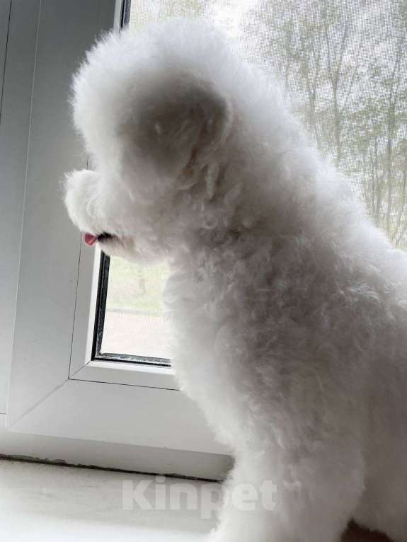 Собаки в Москве: Щенок Бишон Фризе (Мия) Девочка, 110 000 руб. - фото 2