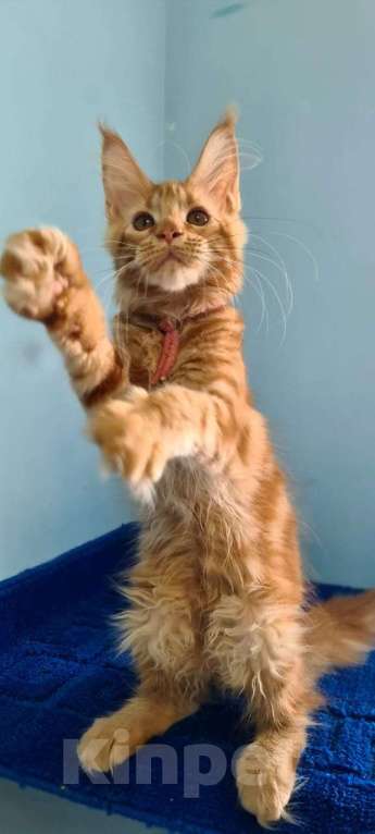 Кошки в Самаре: Котёнок породы Мейн-кун MCO female Imperija, color d Девочка, 40 000 руб. - фото 4