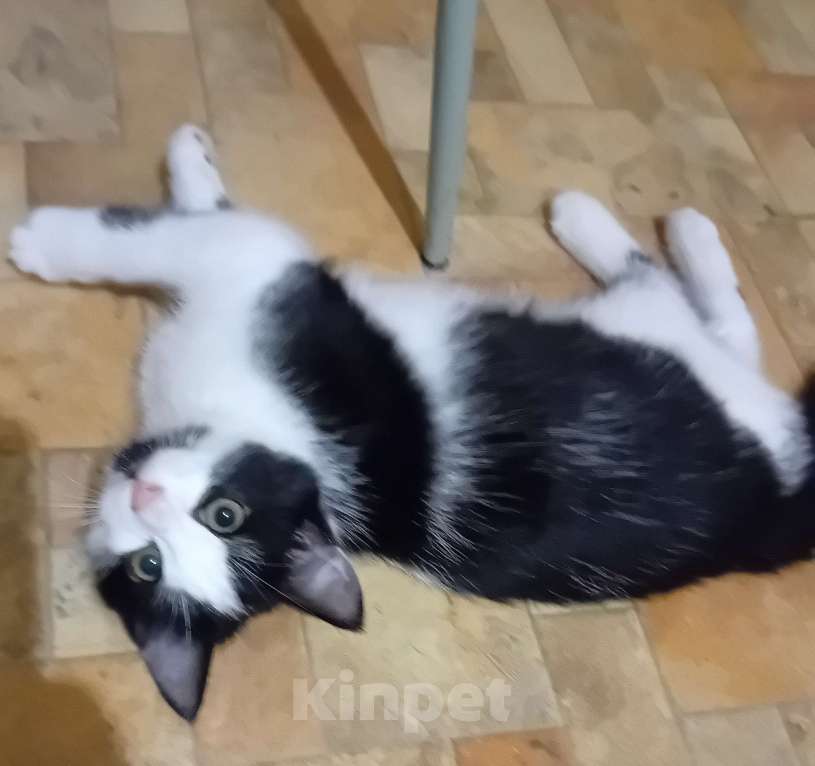 Кошки в Самаре: Прекрасный кошачий мальчишка Мальчик, Бесплатно - фото 4