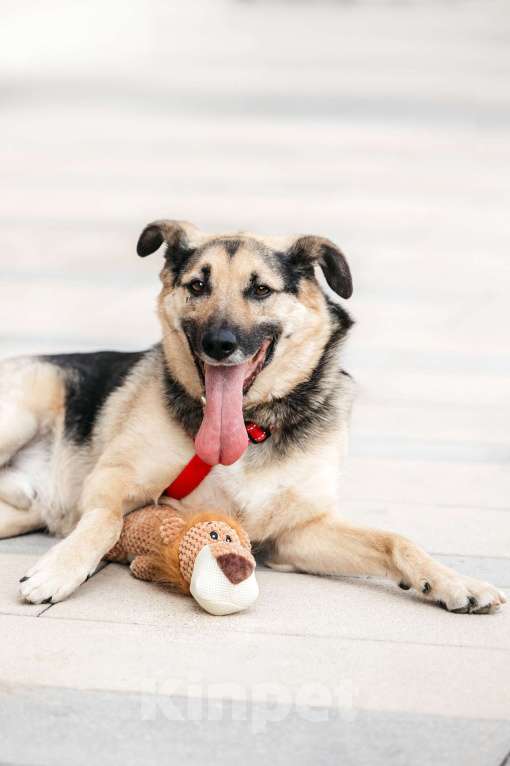 Собаки в Москве: Чудо Денди ищет дом Мальчик, Бесплатно - фото 1