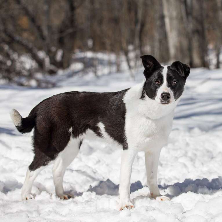 Собаки в Москве: Мармеладка Девочка, Бесплатно - фото 3