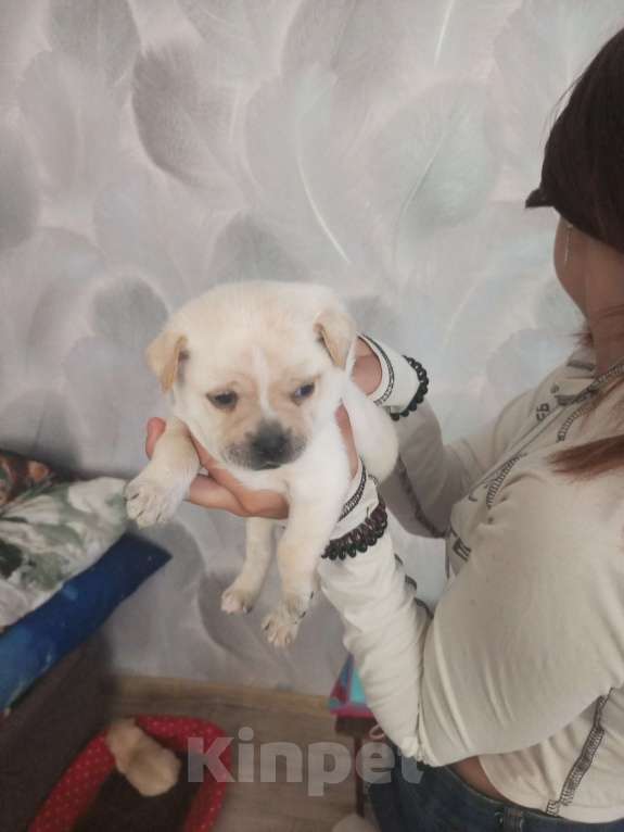 Собаки в других городах Липецкой области: Продам щенят Разнополые, 10 000 руб. - фото 5