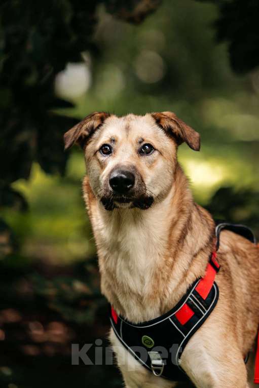 Собаки в Москве: Лайма - концентрат любви и нежности, ищет дом! Девочка, Бесплатно - фото 6