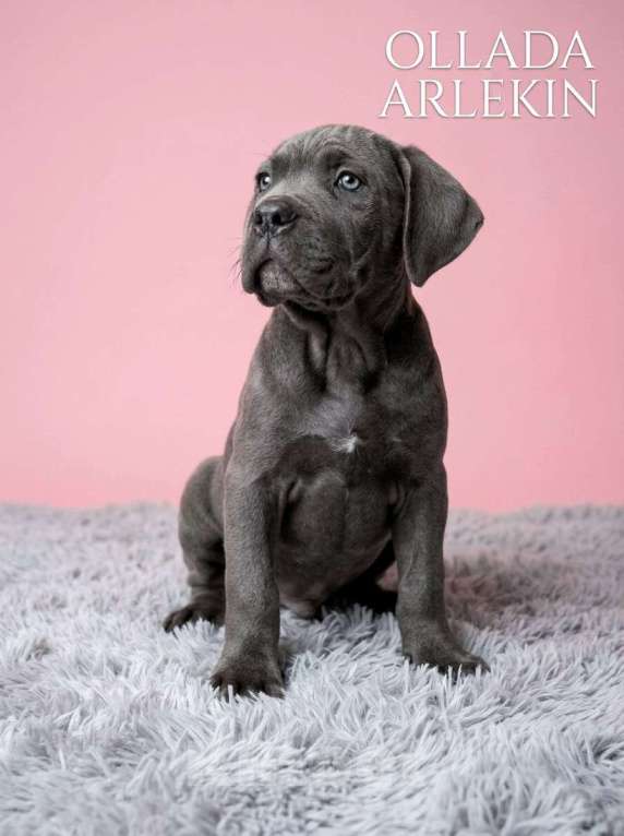 Собаки в Москве: Щенки кане корсо серого и черного окраса. Девочка, 100 000 руб. - фото 1