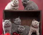Кошки в Колпашево: Котята к Новому Году, 6 000 руб. - фото 2