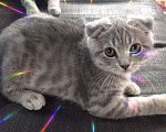 Кошки в Саранске: Шотландский котенок, 6 999 руб. - фото 2