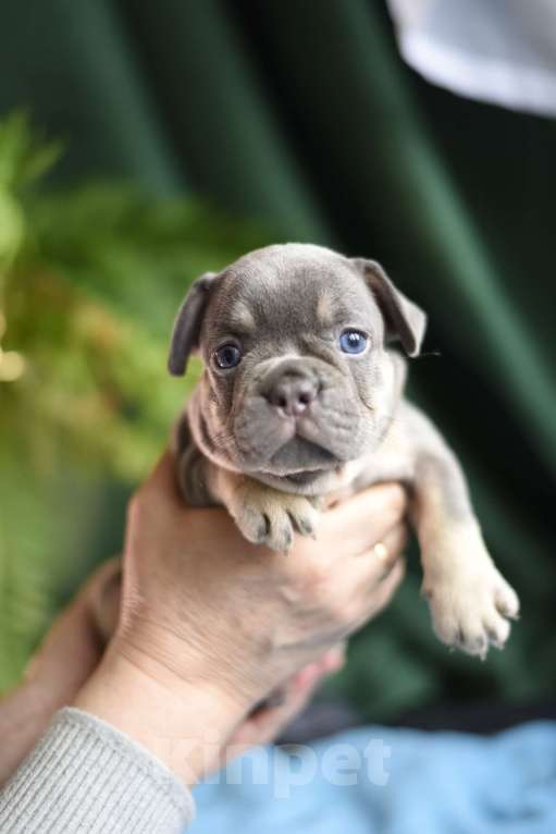 Собаки в Москве: щенки французского бульдога Девочка, 80 000 руб. - фото 6