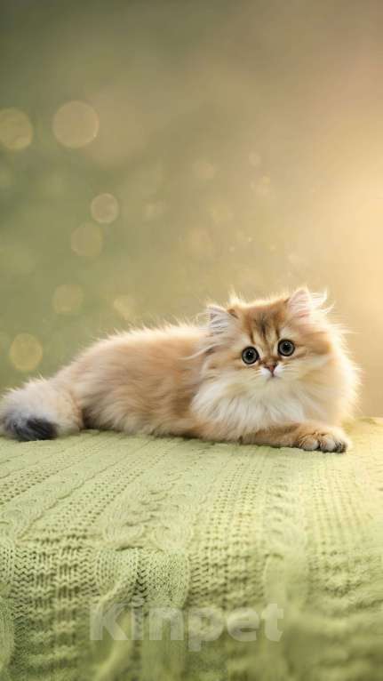 Кошки в Москве: Британский длинношерстный золотой малыш Мальчик, 90 000 руб. - фото 2