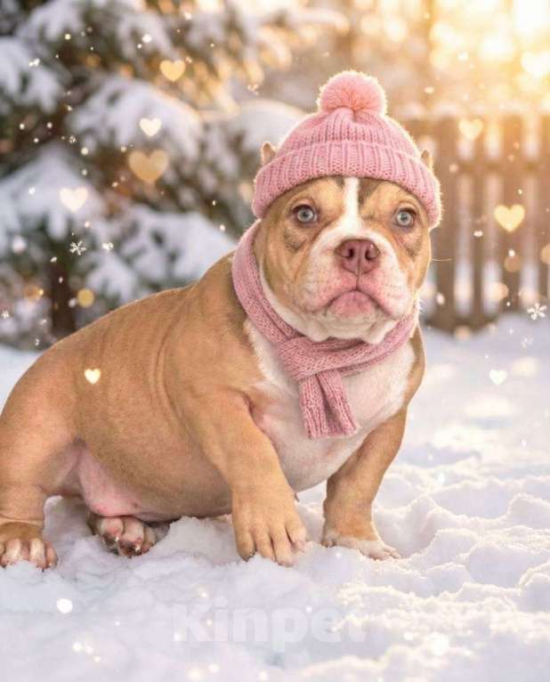 Собаки в Москве: Очаровательный  щенок булли покет Девочка, 110 руб. - фото 1