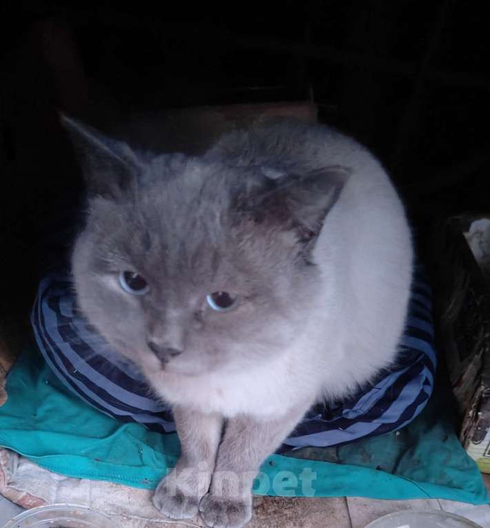 Кошки в Томске: Найден котик на Каштаке! Мальчик, Бесплатно - фото 2