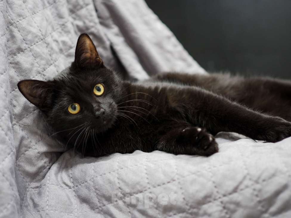 Кошки в Москве: Нежный и ласковый котёнок в добрые руки  Мальчик, Бесплатно - фото 3