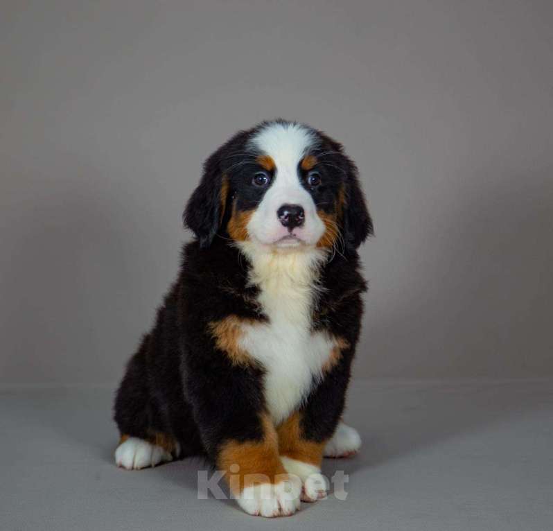 Собаки в Богдане: Щенки бернского зенненхунда Девочка, 80 000 руб. - фото 3