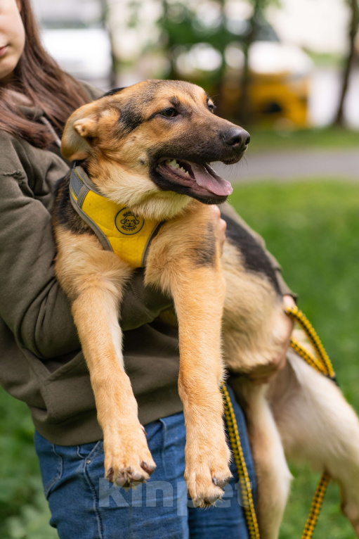 Собаки в Москве: Брусника  Девочка, Бесплатно - фото 2