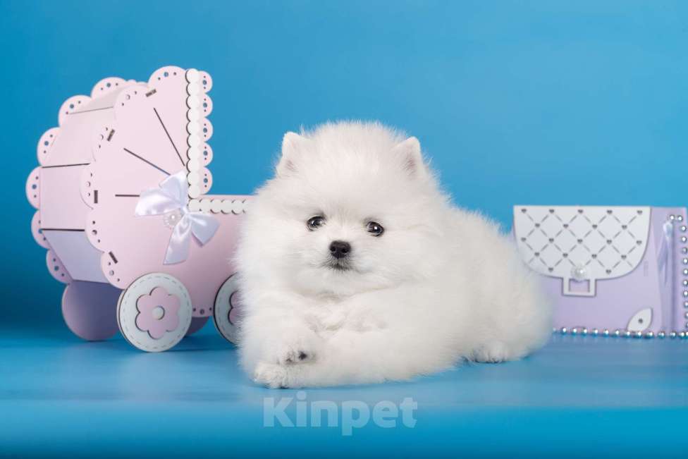 Собаки в Москве: Белая девочка шпиц Девочка, 80 000 руб. - фото 4