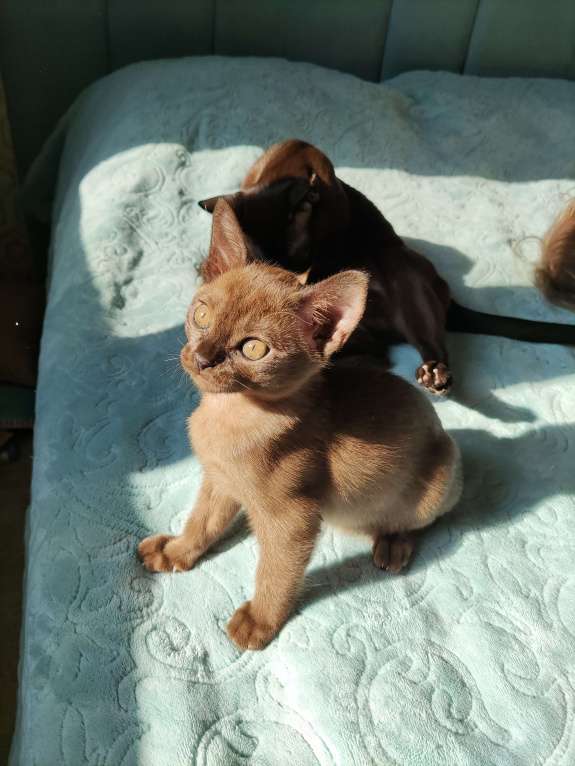 Кошки в Москве: Котенок Бурманской породы Девочка, 70 000 руб. - фото 2