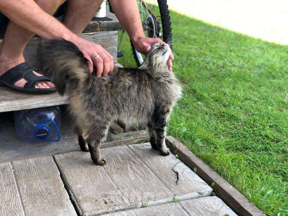 Кошки в Можайске: Фрося Фросюшка Фросинья … есть такая кошка на свете, ищет своих маму с папой, ждет их каждый день…  Девочка, Бесплатно - фото 7