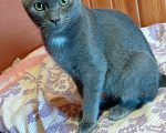 Кошки в Воронеже: Кот Серёжка в добрые руки Мальчик, Бесплатно - фото 4