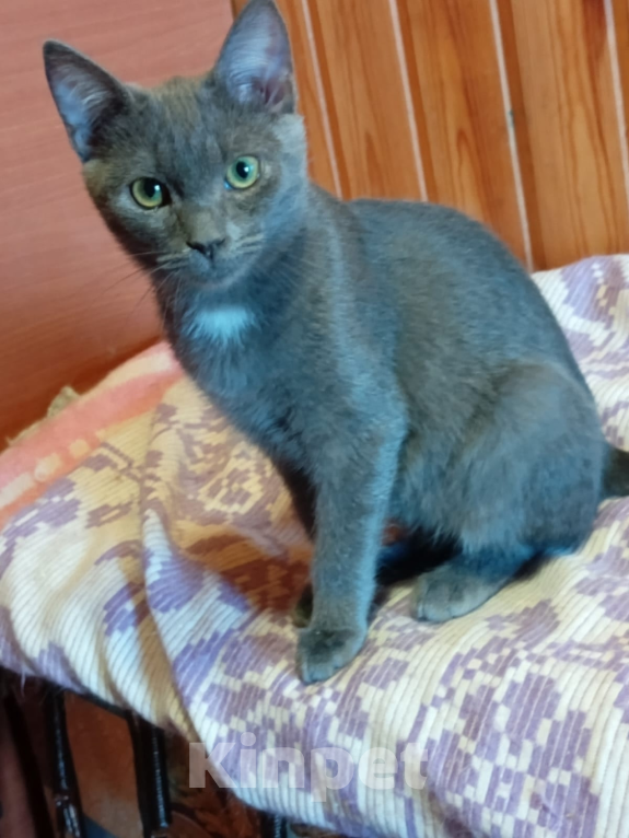 Кошки в Воронеже: Кот Серёжка в добрые руки Мальчик, Бесплатно - фото 4