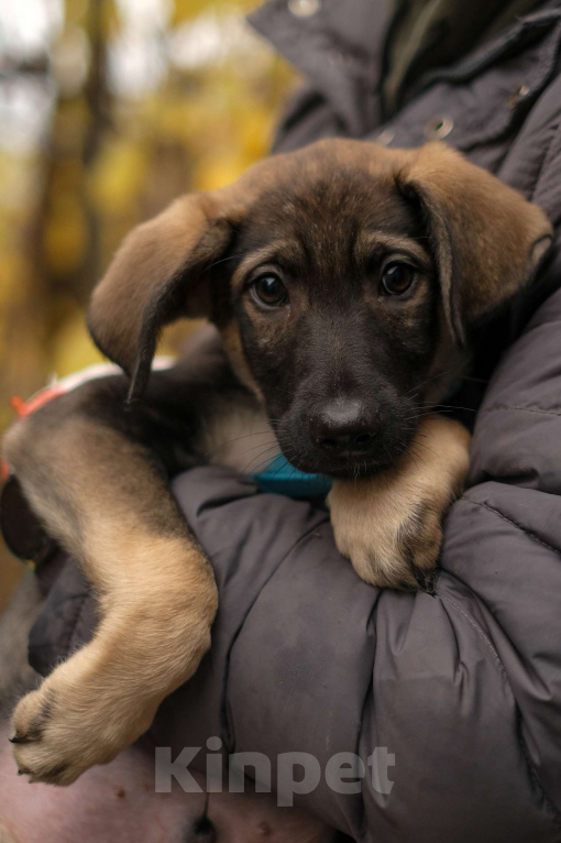 Собаки в Санкт-Петербурге: Мальчик 1 Мальчик, Бесплатно - фото 1
