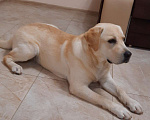 Собаки в Домодедово: Лабрадор кабель для вязки Мальчик, 10 000 руб. - фото 1