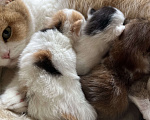 Кошки в Новосибирске: Котенок Девочка, Бесплатно - фото 4