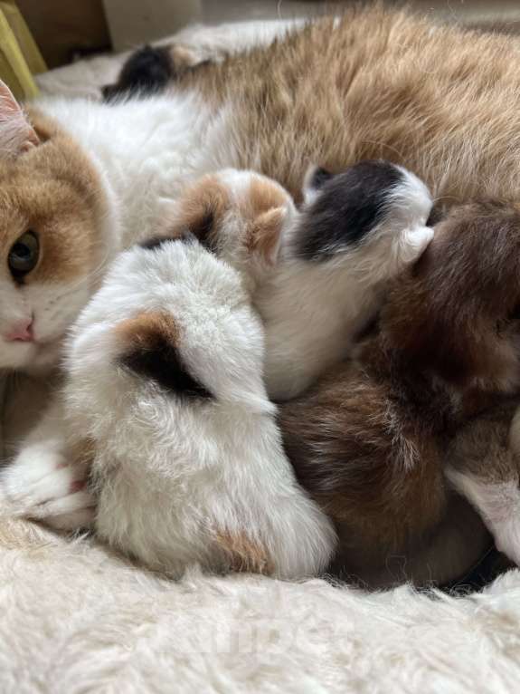 Кошки в Новосибирске: Котенок Девочка, Бесплатно - фото 4