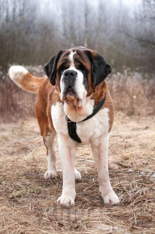 Собаки в Ногинске: Барни Мальчик, Бесплатно - фото 2