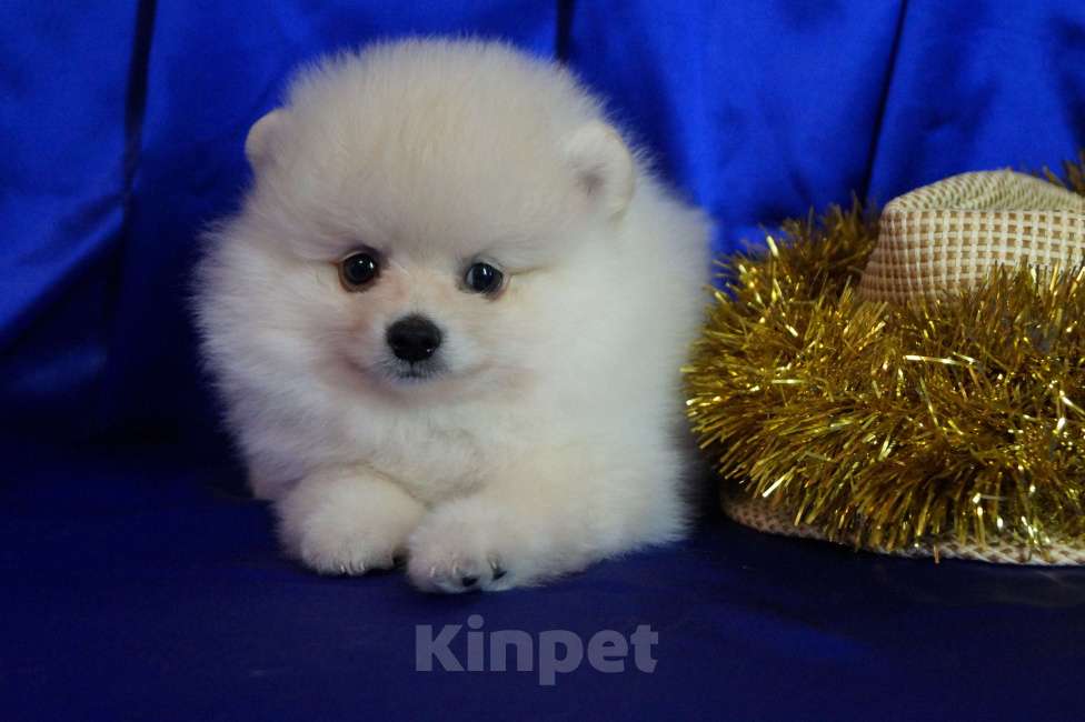 Собаки в Москве: Мини мальчик Мальчик, 30 000 руб. - фото 2