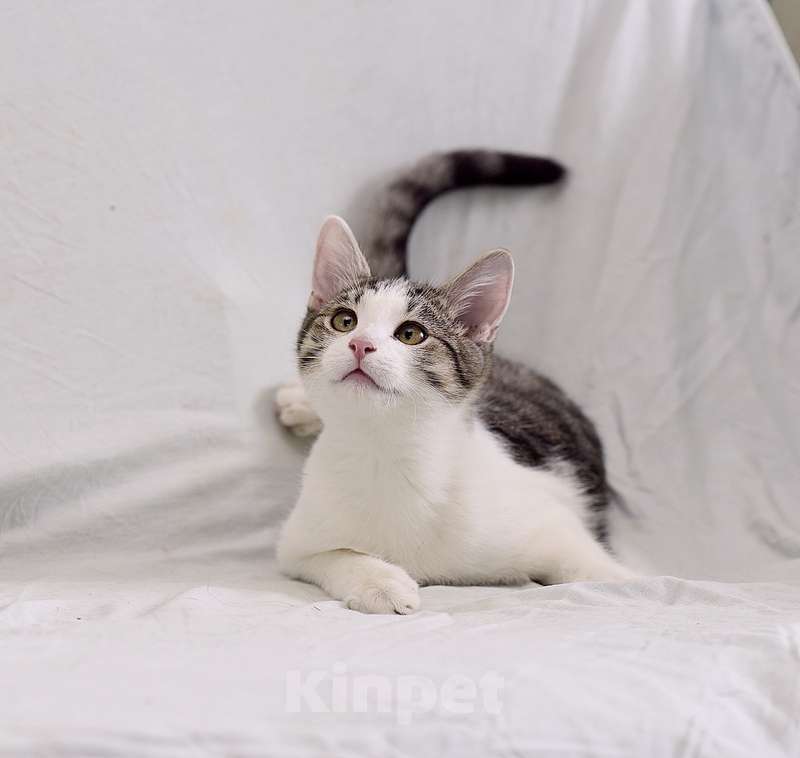 Кошки в Москве: Крис — главный приз! Котенок в добрые руки Мальчик, Бесплатно - фото 5